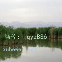 ó