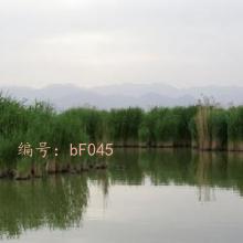 ó