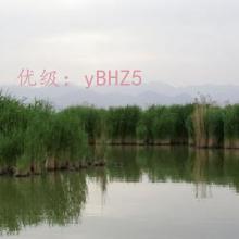 ز